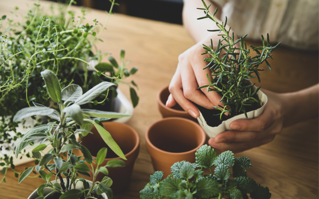 How to Grow a Thriving Herb Garden in Your Backyard