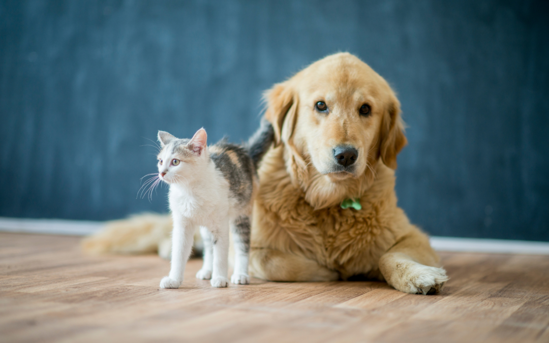 Designing a Pet-Friendly Home: Tips for Safety and Stimulation